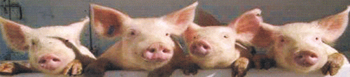 pig races hogs
